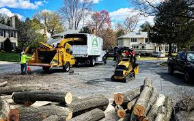 How Our Tree Care Process Works  in  Nevada, MO