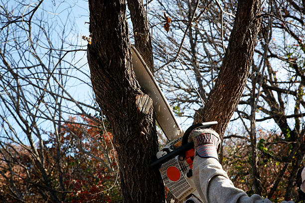 Best Emergency Tree Removal  in Nevada, MO